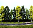 Leafy trees h. 7-12 cm - 12 pcs