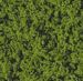 Medium green foliage