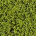Compact foliage - light green