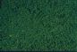 Micro foliage pine green