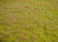 Realistic wild grass savanna 45 x 17 cm