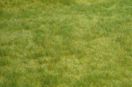 Realistic spring grass wild grass 45 x 17 cm