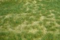 Realistic wild grass summer grass 45 x 17 cm
