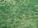 Realistic wild grass moorland 45 x 17 cm