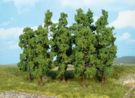 Beeches trees - 11-13 cm - 10 pcs.