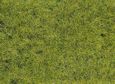 Grass fiber - wild grass forest soil