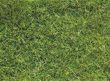 Wild grass - dark green grass fiber