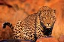 Puzzle 1000 Leopard
