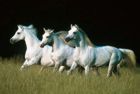 Puzzle 500 Horses
