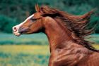Puzzle 500 Horse