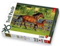 Puzzle 500 Foal's First Steps