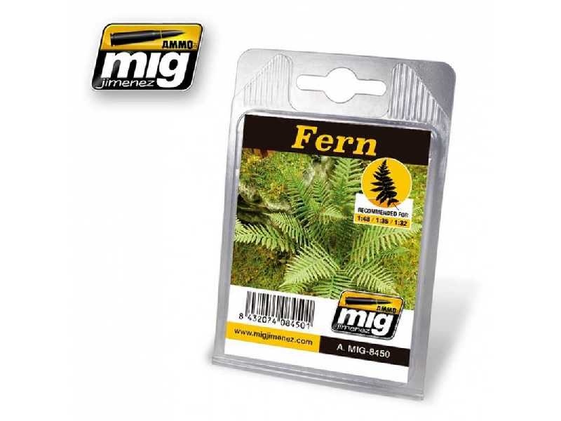 Fern - zdjęcie 1 Fern - zdjęcie 1