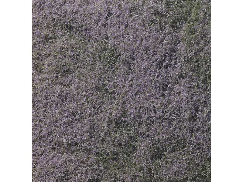 Flowering Foliage Purple - zdjęcie 1 Flowering Foliage Purple - zdjęcie 1