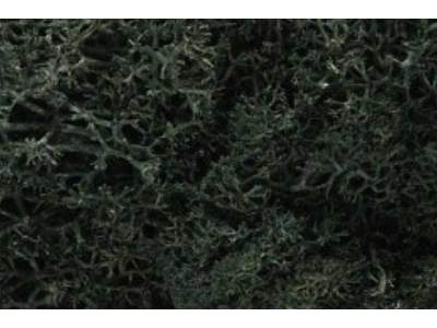 ZAROŚLA - Drak Green Lichen - zdjęcie 1