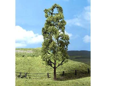 Drzewka - topole - 3 sztuki - zdjęcie 1