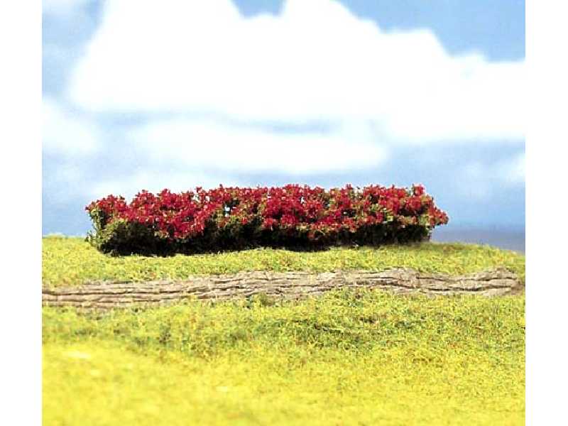 Żywopłoty - kwitnące, czerwone - 5 sztuk - zdjęcie 1