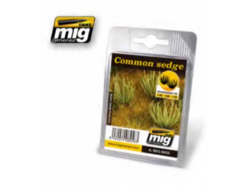Common Sedge - zdjęcie 1 Common Sedge - zdjęcie 1