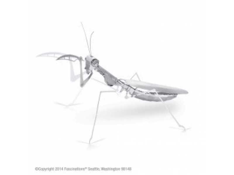 Praying Mantis - zdjęcie 1 Praying Mantis - zdjęcie 1