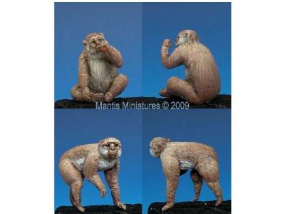 Animals - Set 1 (mediterranean and african) - zdjęcie 4