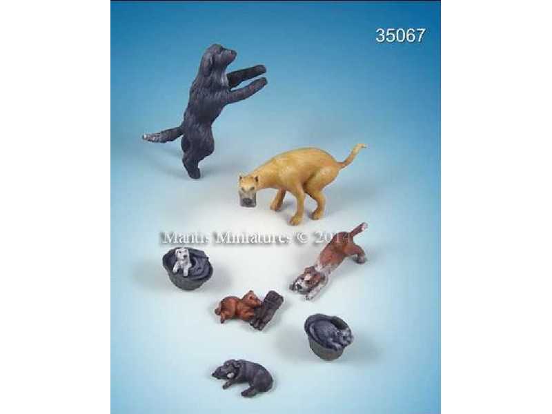 Animals Set 17 - zdjęcie 1 Animals Set 17 - zdjęcie 1