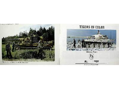 Tiger's In Color - zdjęcie 2