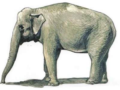 Słoń Azjatycki - zdjęcie 1