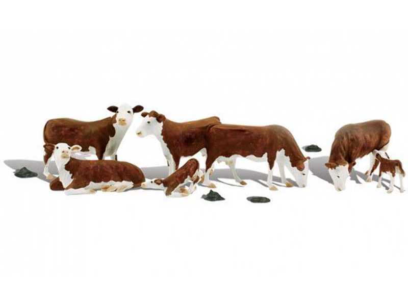 A1843 Hereford Cows - zdjęcie 1