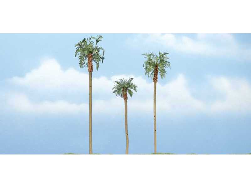 Royal Palm - zdjęcie 1