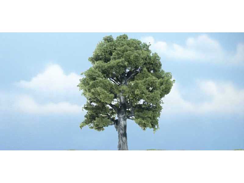 Oak - zdjęcie 1 Oak - zdjęcie 1