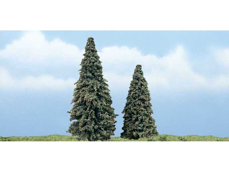 Conifer - zdjęcie 1 Conifer - zdjęcie 1
