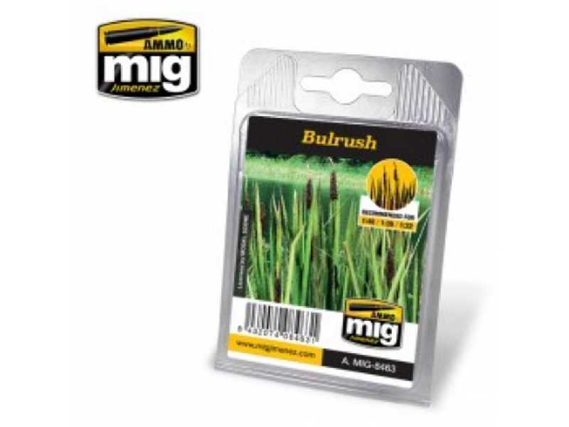 Bulrush - zdjęcie 1 Bulrush - zdjęcie 1