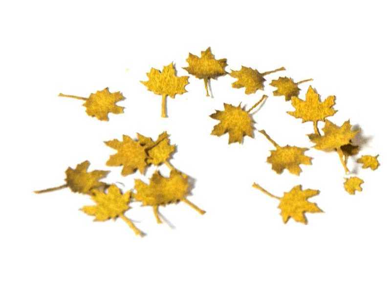 Maple Autumn - Dry Leaves - zdjęcie 1 Maple Autumn - Dry Leaves - zdjęcie 1