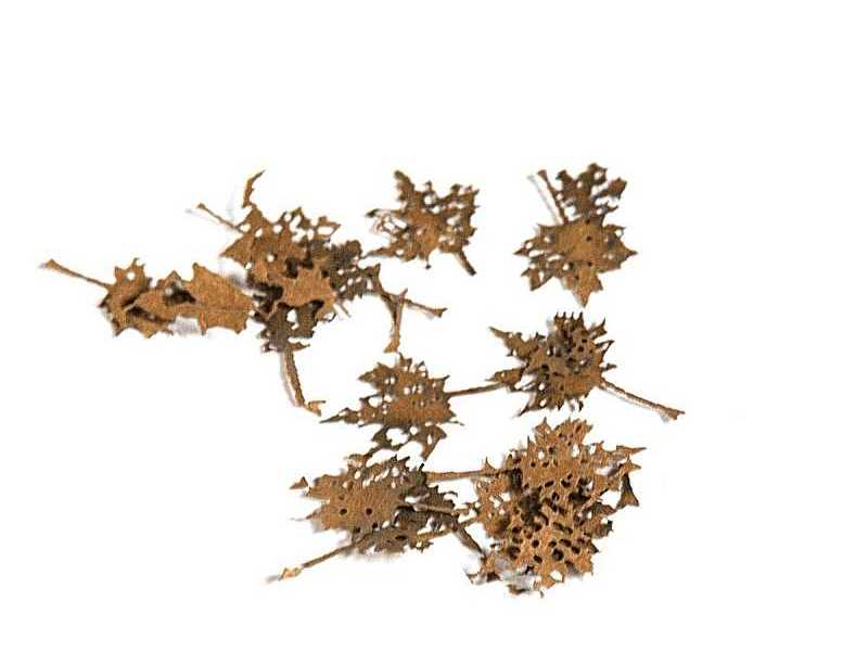 Maple Dead Leaves - Dry Leaves - zdjęcie 1 Maple Dead Leaves - Dry Leaves - zdjęcie 1