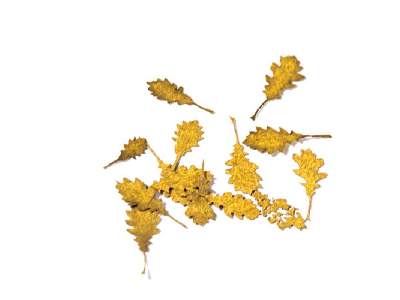 Oak Autumn - Dry Leaves - zdjęcie 1
