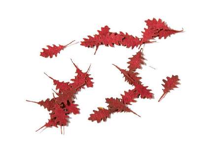 Northern Red Oak Autumn - Dry Leaves - zdjęcie 1