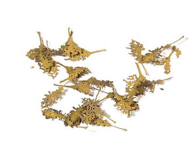 Oak Dead Leaves - Dry Leaves - zdjęcie 1 Oak Dead Leaves - Dry Leaves - zdjęcie 1