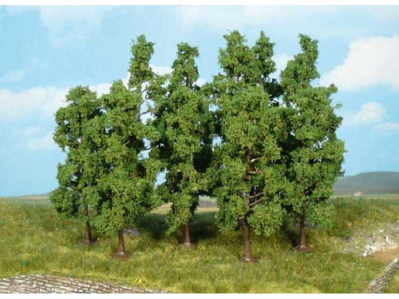 Drzewa - buki - wys. 11-13 cm - 10 sztuk. - zdjęcie 1