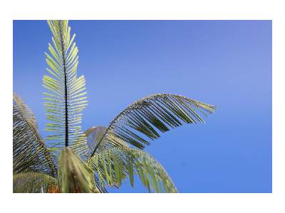  Leaves Palm Cocos Nucifera colour 1/35 - blaszki - zdjęcie 5