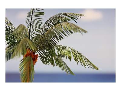  Leaves Palm Cocos Nucifera colour 1/35 - blaszki - zdjęcie 7