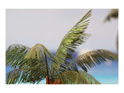  Leaves Palm Cocos Nucifera colour 1/35 - blaszki - zdjęcie 9