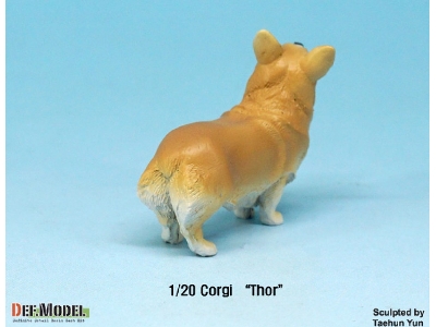 Corgi Thor - zdjęcie 5