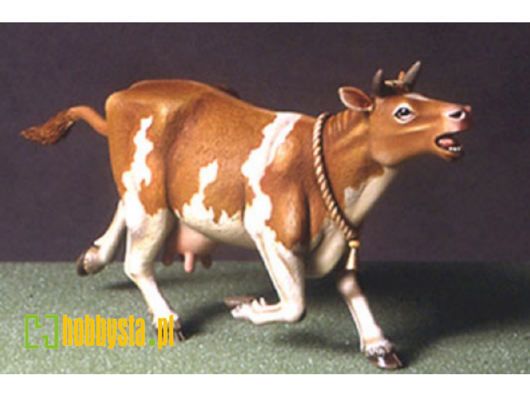 Scared Cow - zdjęcie 1 Scared Cow - zdjęcie 1