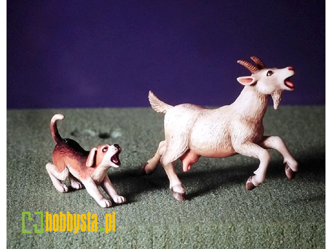 Goat And Beagle - zdjęcie 1