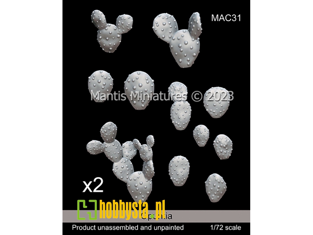 Opuntia - zdjęcie 1 Opuntia - zdjęcie 1
