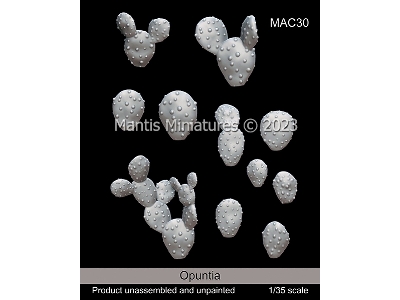 Opuntia - zdjęcie 1
