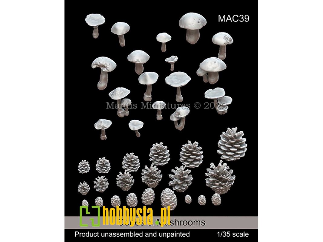 Cones And Mushrooms - zdjęcie 1