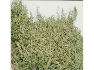 Plates Moss - zdjęcie 1