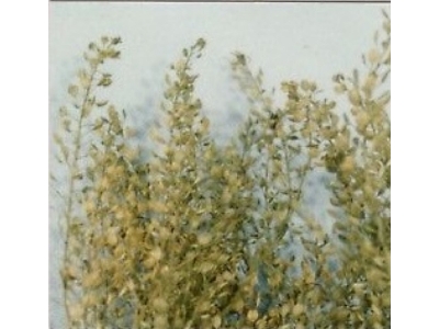 Lepidium (Peppergrass) - zdjęcie 1