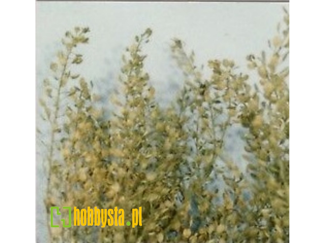 Lepidium (Peppergrass) - zdjęcie 1 Lepidium (Peppergrass) - zdjęcie 1