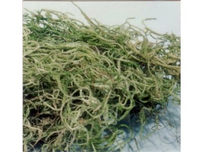 Jungle Moss - zdjęcie 1